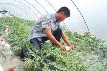 瓜西瓜西瓜_西瓜的瓜怎么寫_西瓜西瓜的瓜字怎么寫