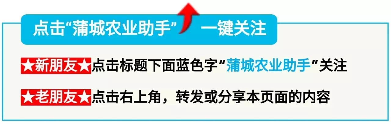 西瓜的瓜怎么寫 瓜秧旺長不坐瓜？如何提高大棚西瓜坐瓜率