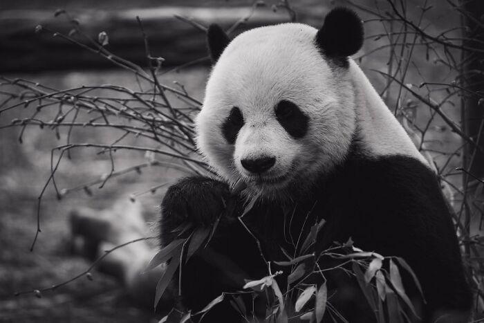 熊貓的樣子和特點(diǎn)怎么寫_熊貓樣子和特點(diǎn)_熊貓的樣子和特點(diǎn)描寫短語