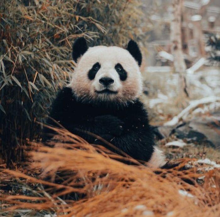 熊貓的樣子和特點(diǎn)怎么寫_熊貓樣子和特點(diǎn)_熊貓的樣子和特點(diǎn)描寫短語