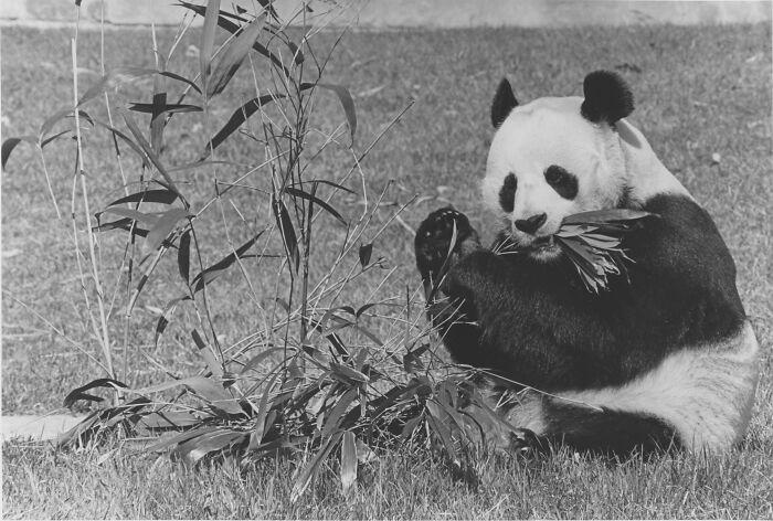 熊貓的樣子和特點(diǎn)怎么寫_熊貓的樣子和特點(diǎn)描寫短語_熊貓樣子和特點(diǎn)