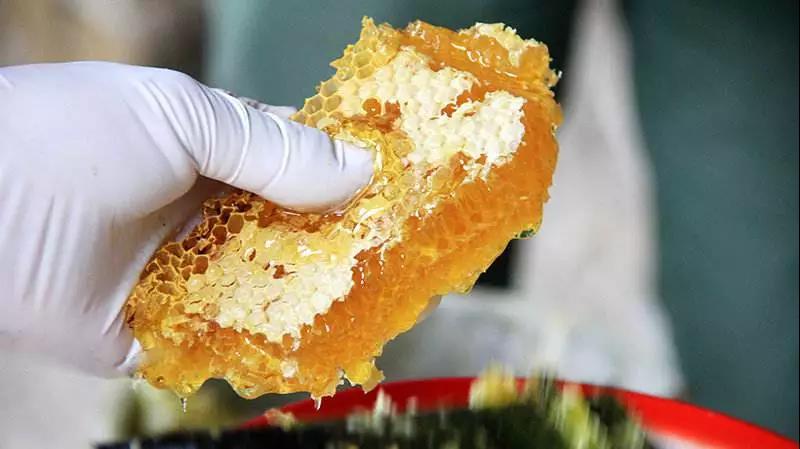 中華蜜蜂的養(yǎng)殖技術(shù)（中蜂飼養(yǎng)原理與科學(xué)養(yǎng)殖方法）