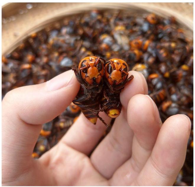 蜜蜂蜜蜂弟_蜜蜂一文_蜜蜂的蜂怎么寫