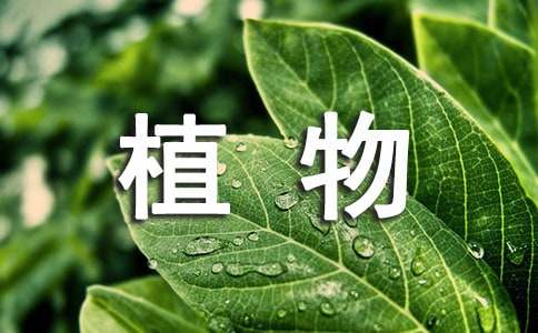 我的植物朋友作文
